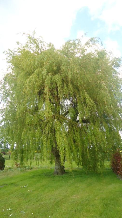 Au Grand Saule Villa Les Attaques Rum bild